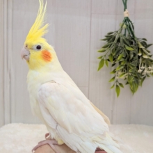 いつでもキリッ！と美形✨オカメインコルチノーさん
