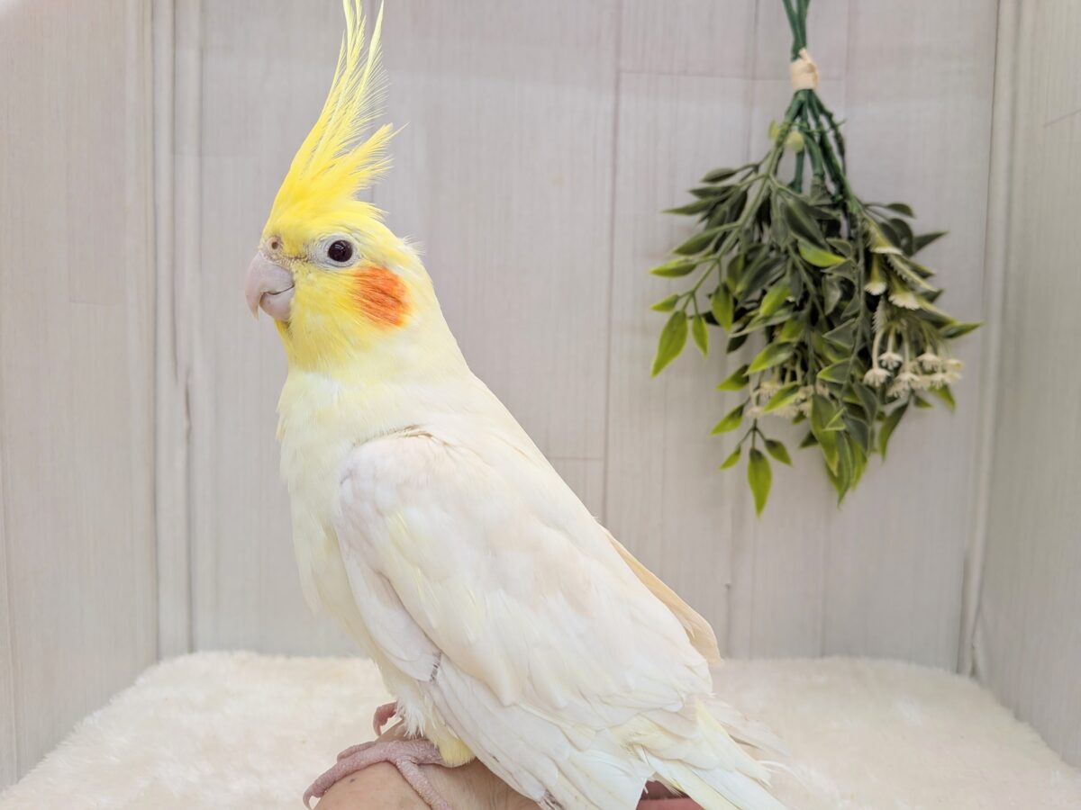 いつでもキリッ！と美形✨オカメインコルチノーさん