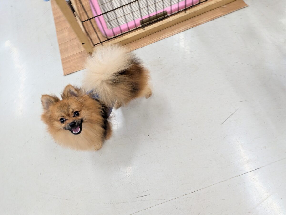 ポメラニアン