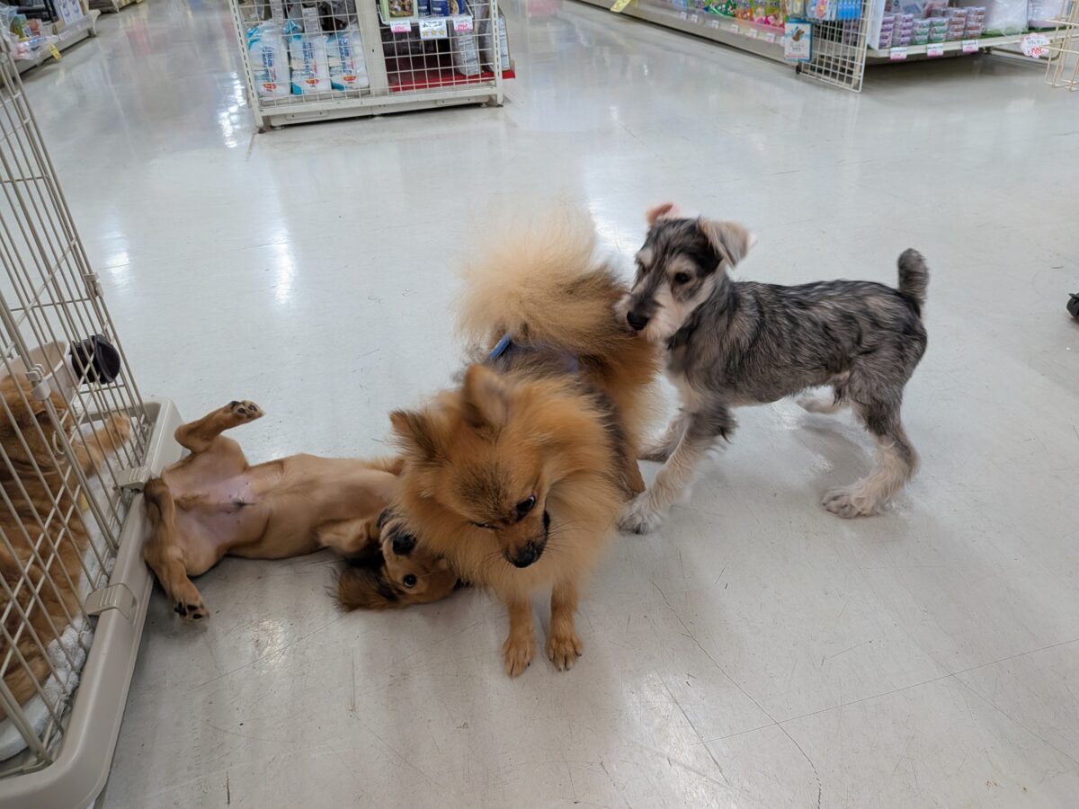 ポメラニアン