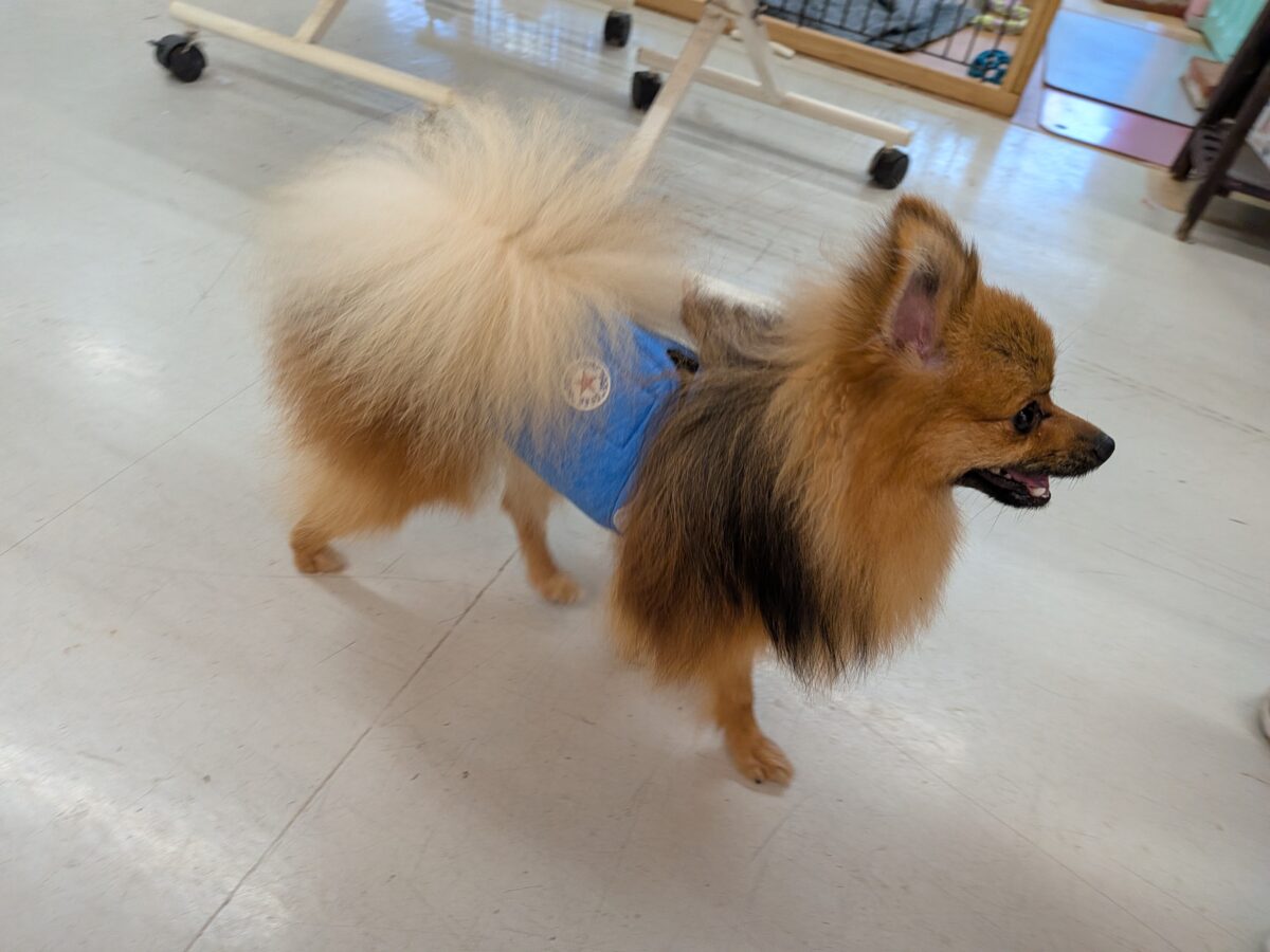 ポメラニアン