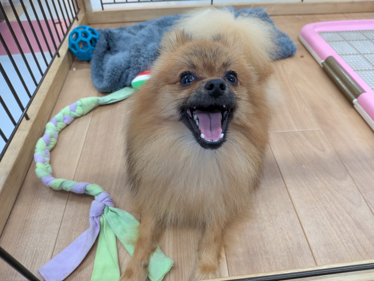 ポメラニアン