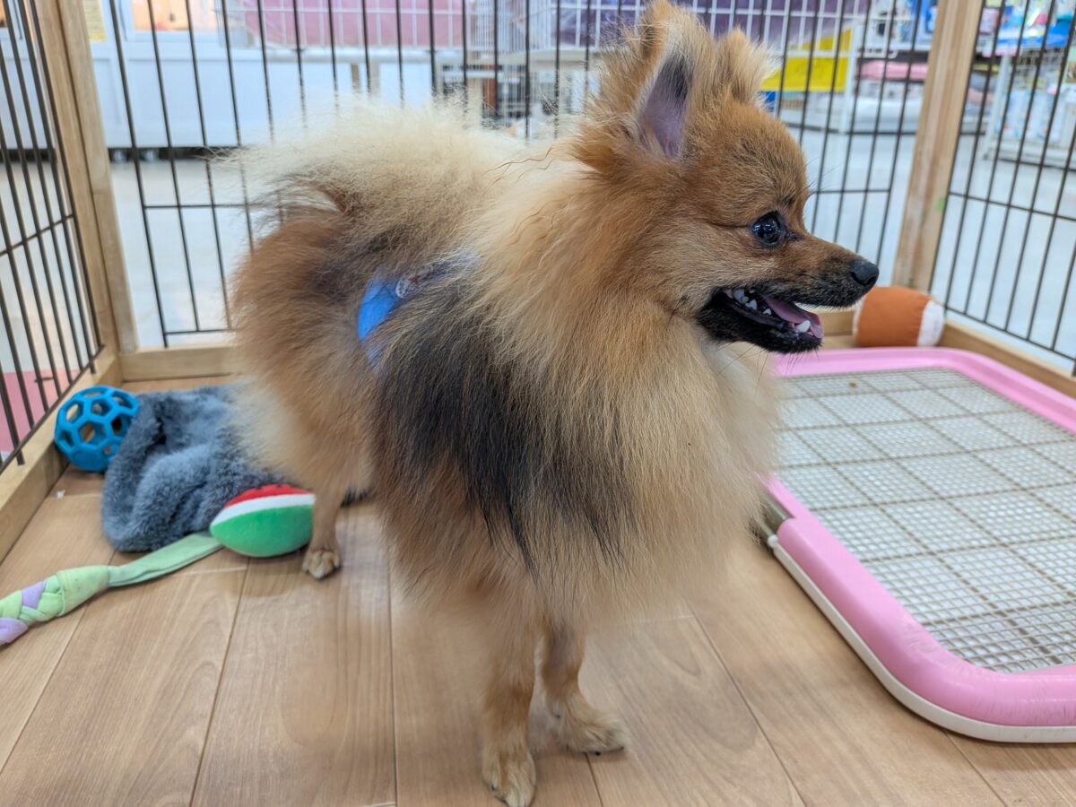 ポメラニアン