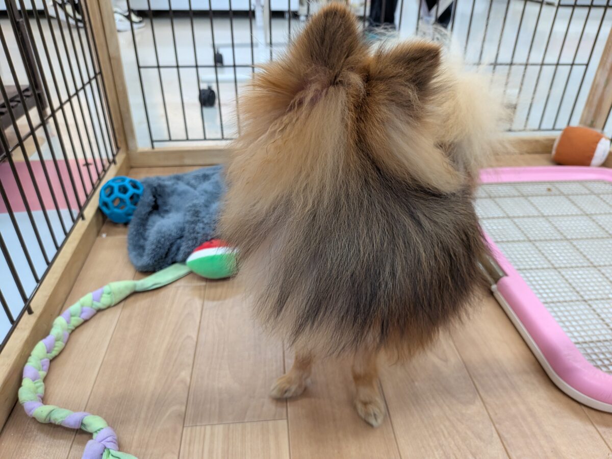 ポメラニアン