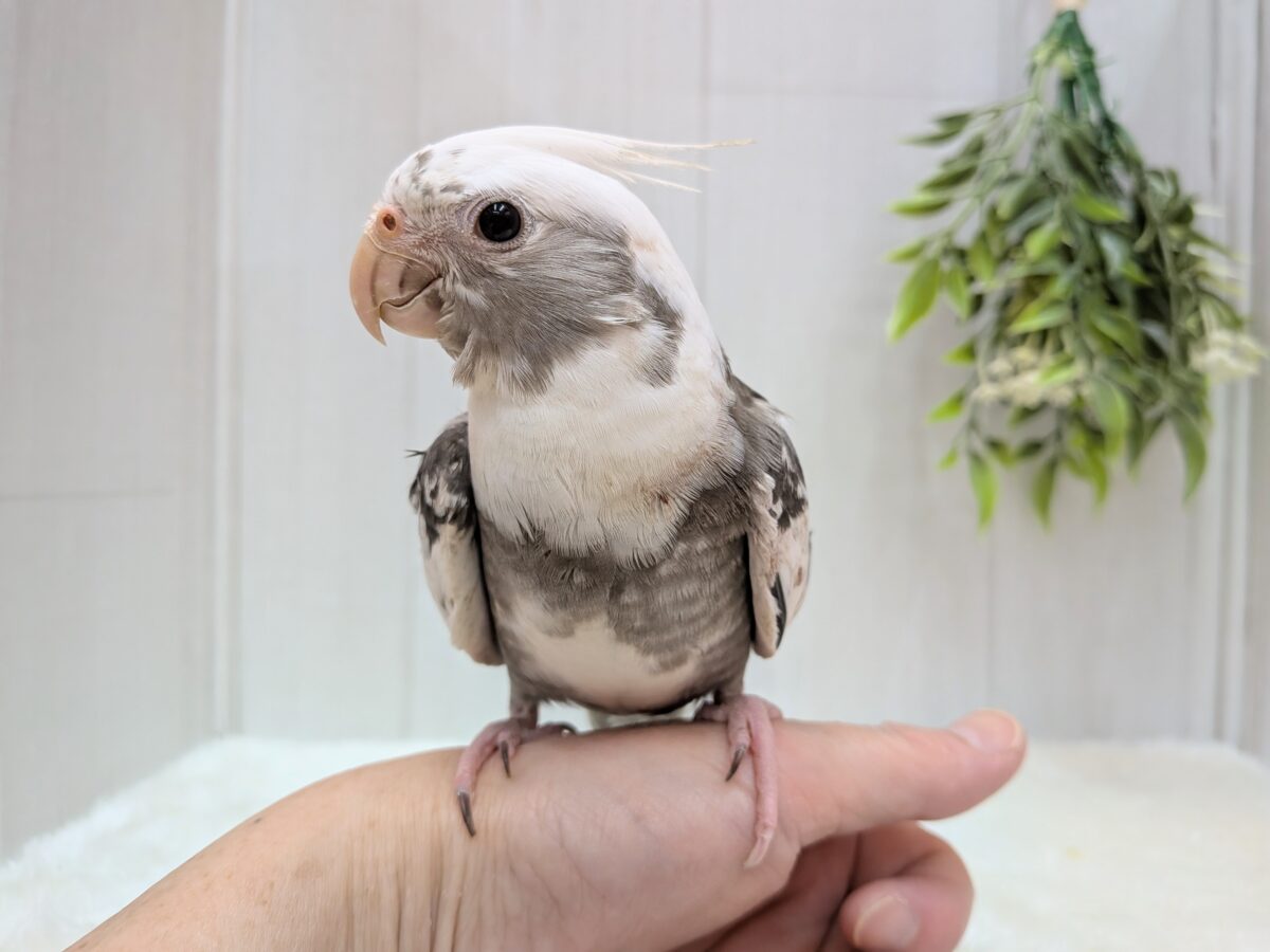 オカメインコ