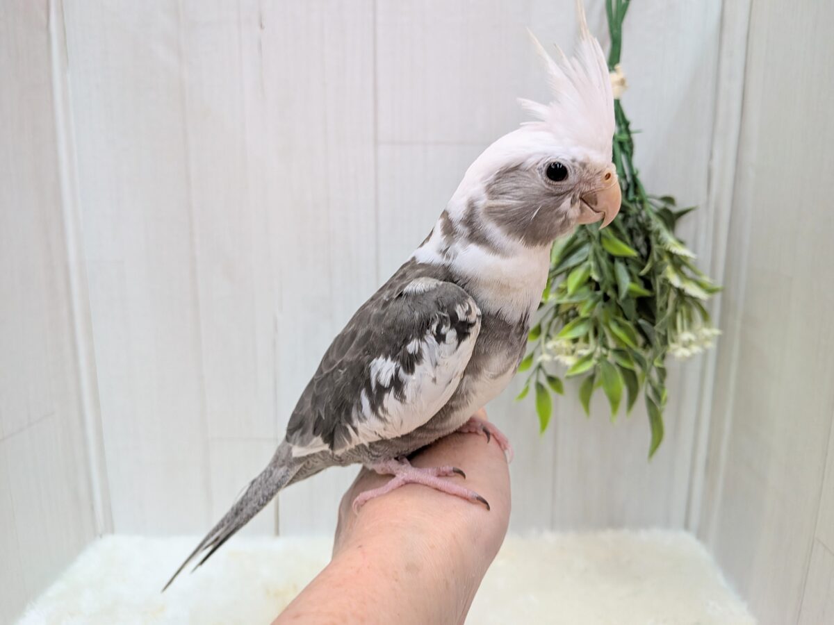 オカメインコ