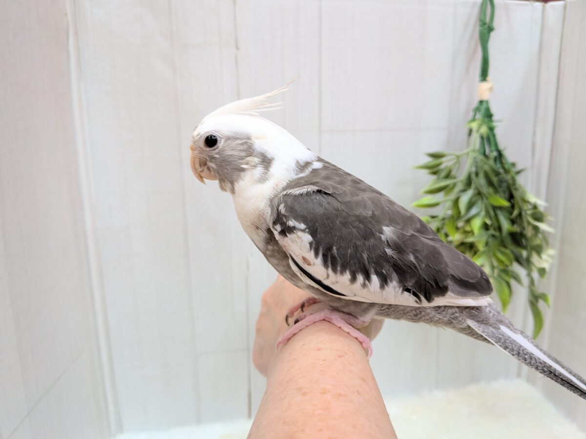 オカメインコ