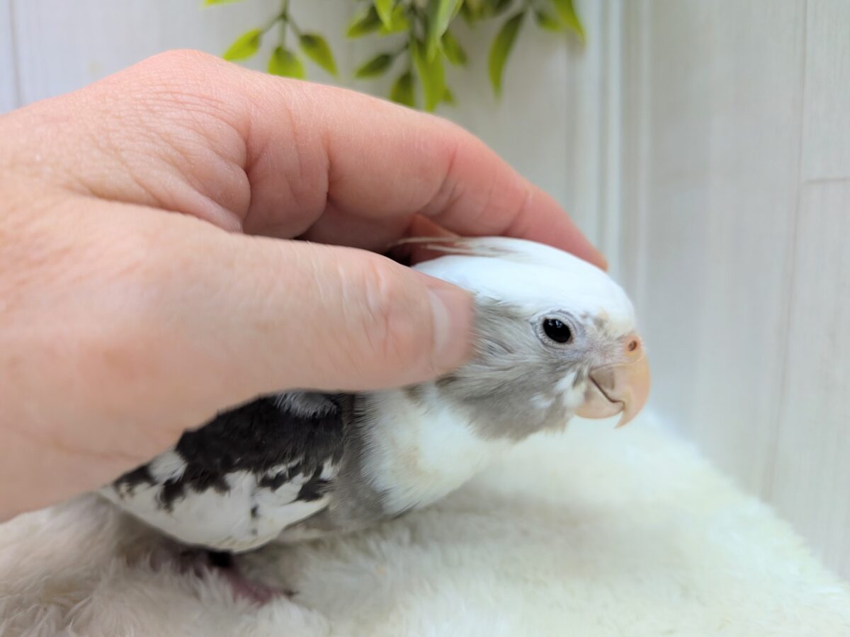 オカメインコ