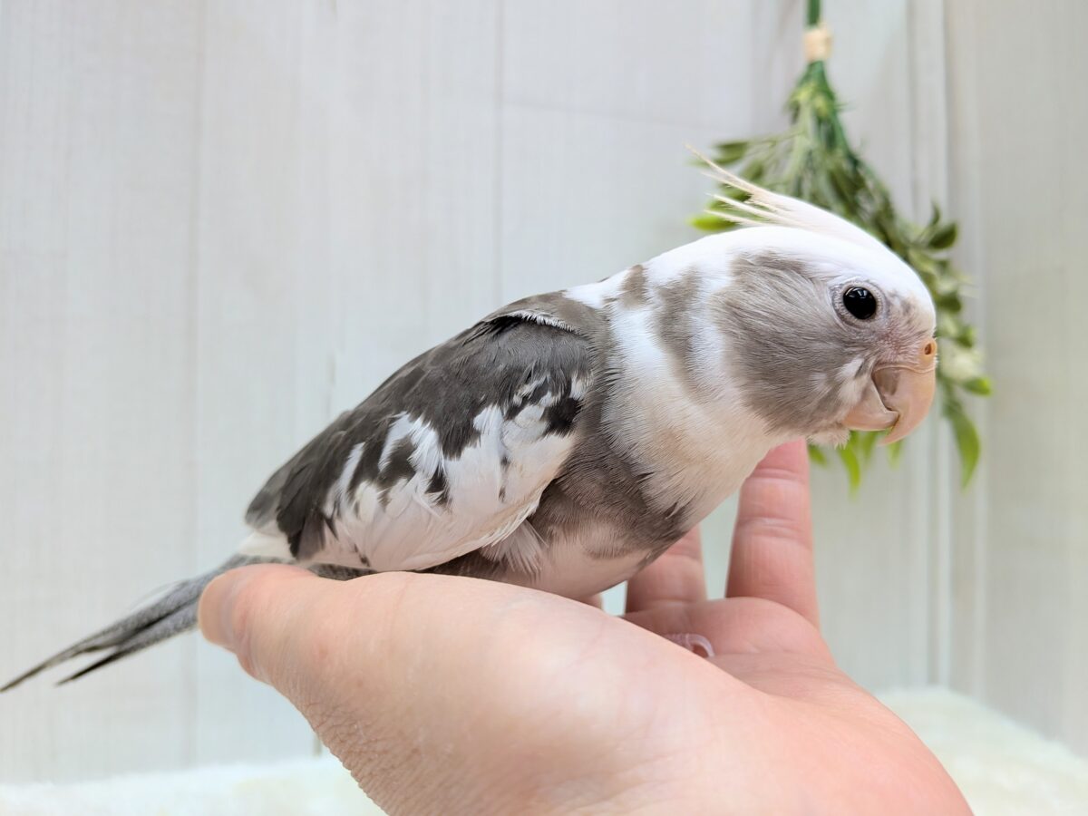 モノトーンカラーがステキです✨オカメインコホワイトフェイス