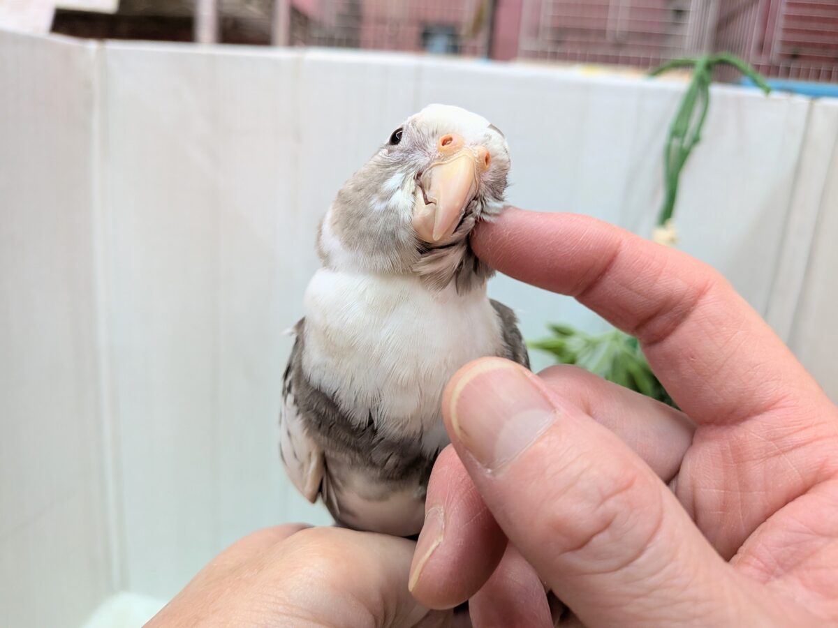 オカメインコ