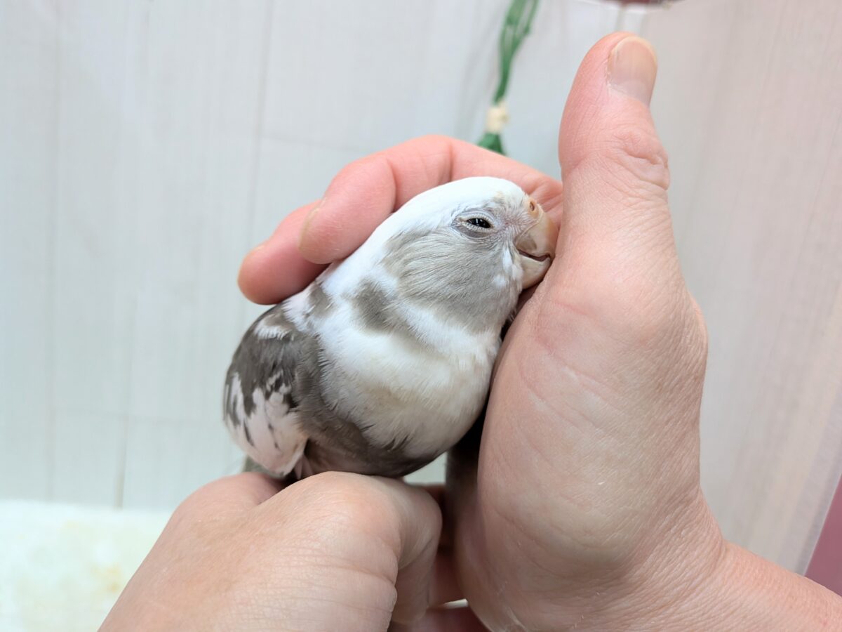 オカメインコ