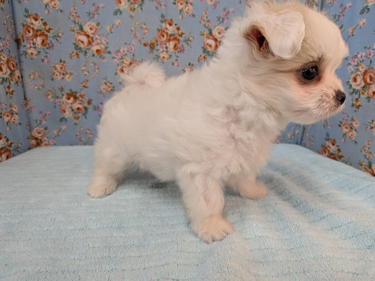 チワマル（マルチワ）