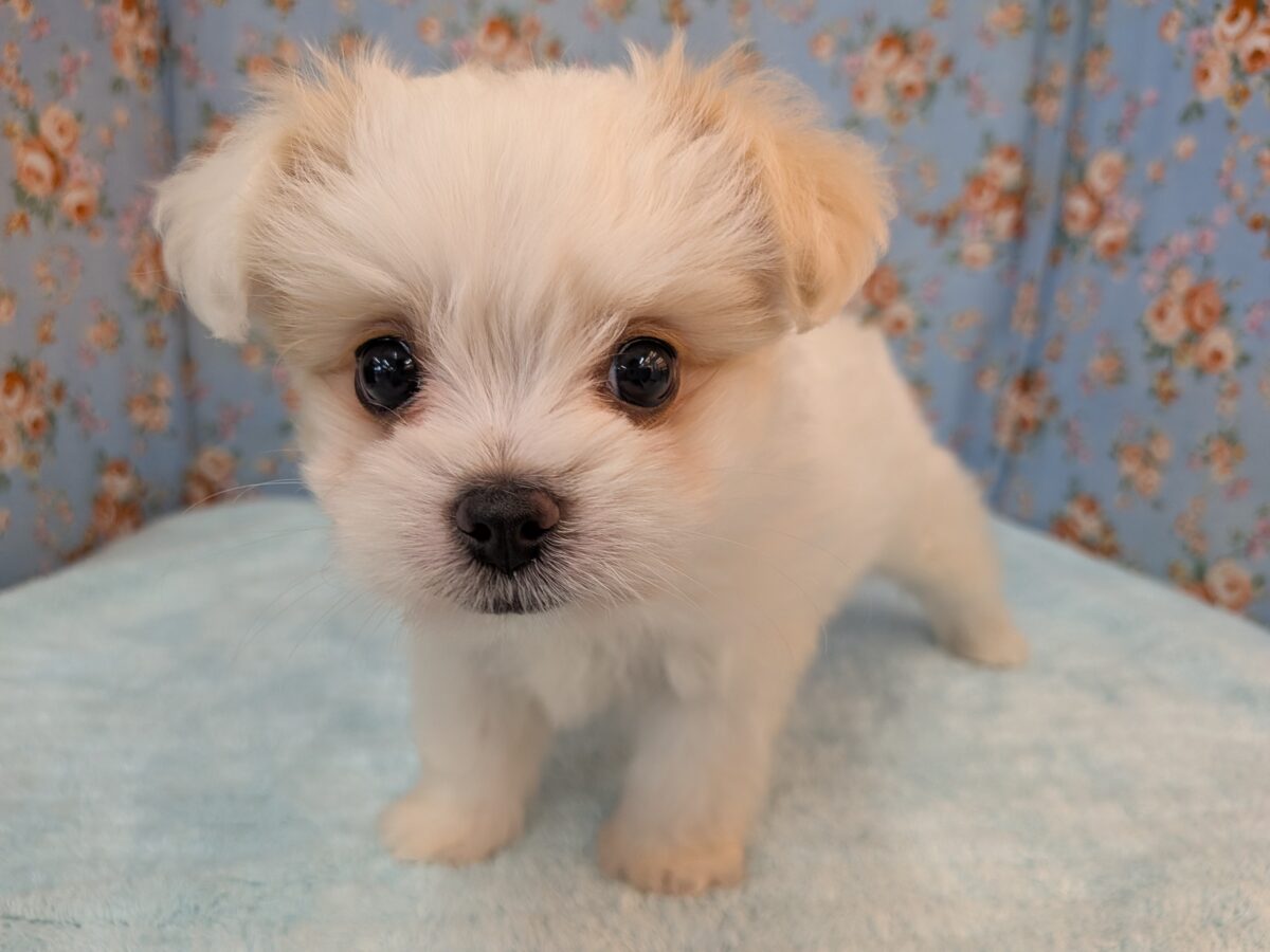 爆裂🔥ハイテンションボーイ！！　ハーフ犬（チワワ×マルチーズ）の男のコ💙　2026/10/26撮影