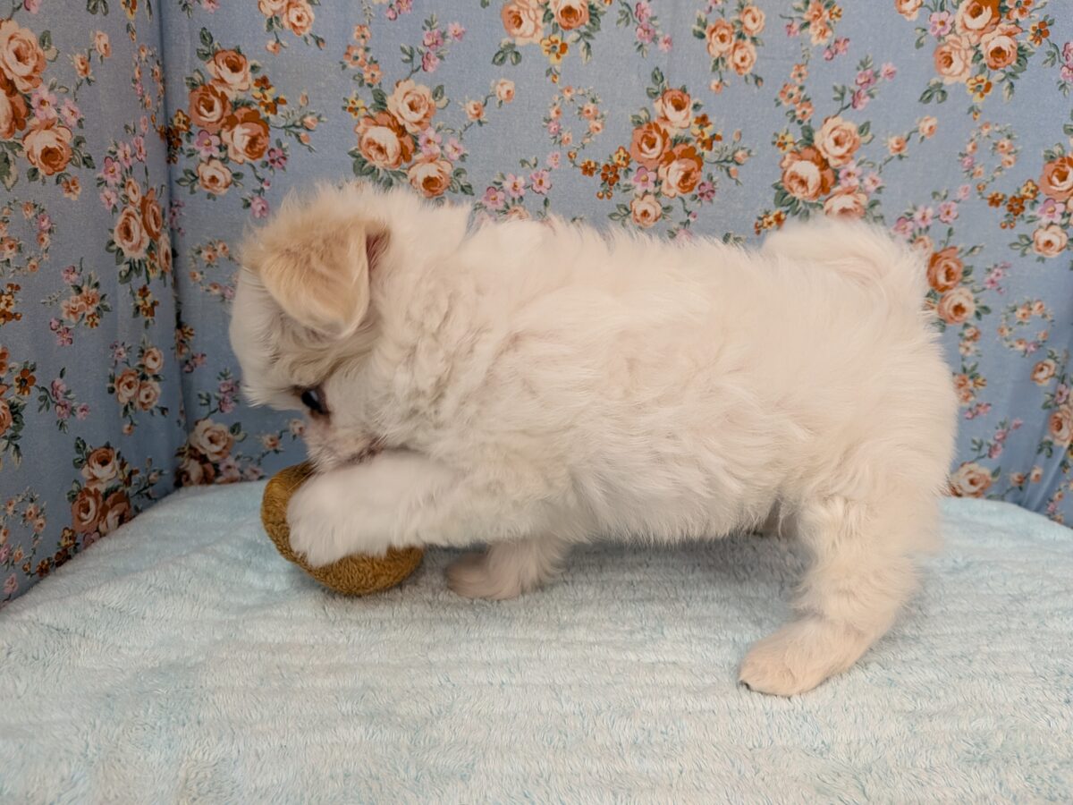 チワマル（マルチワ）
