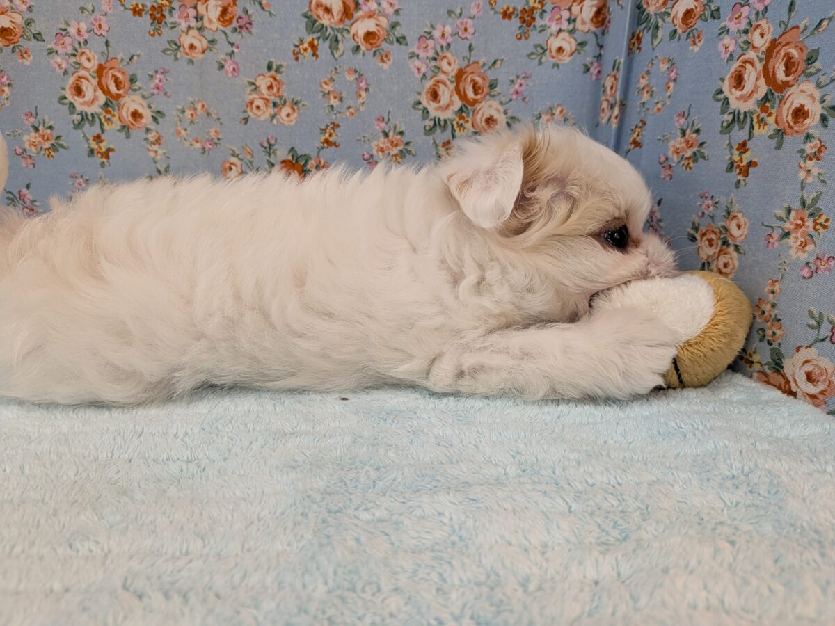 チワマル（マルチワ）