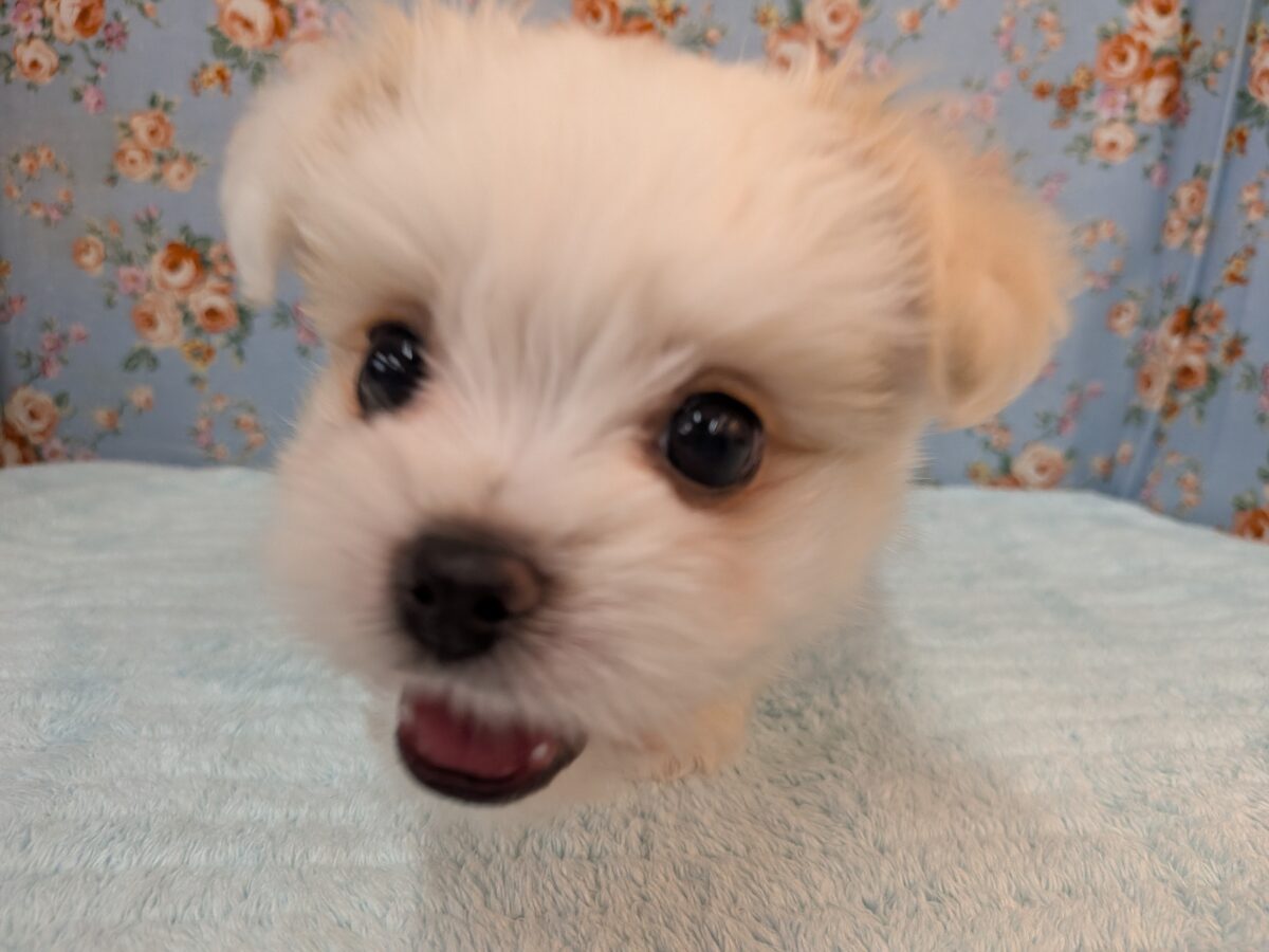 チワマル（マルチワ）