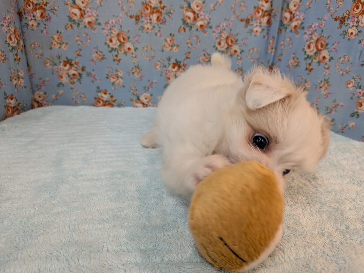 チワマル（マルチワ）