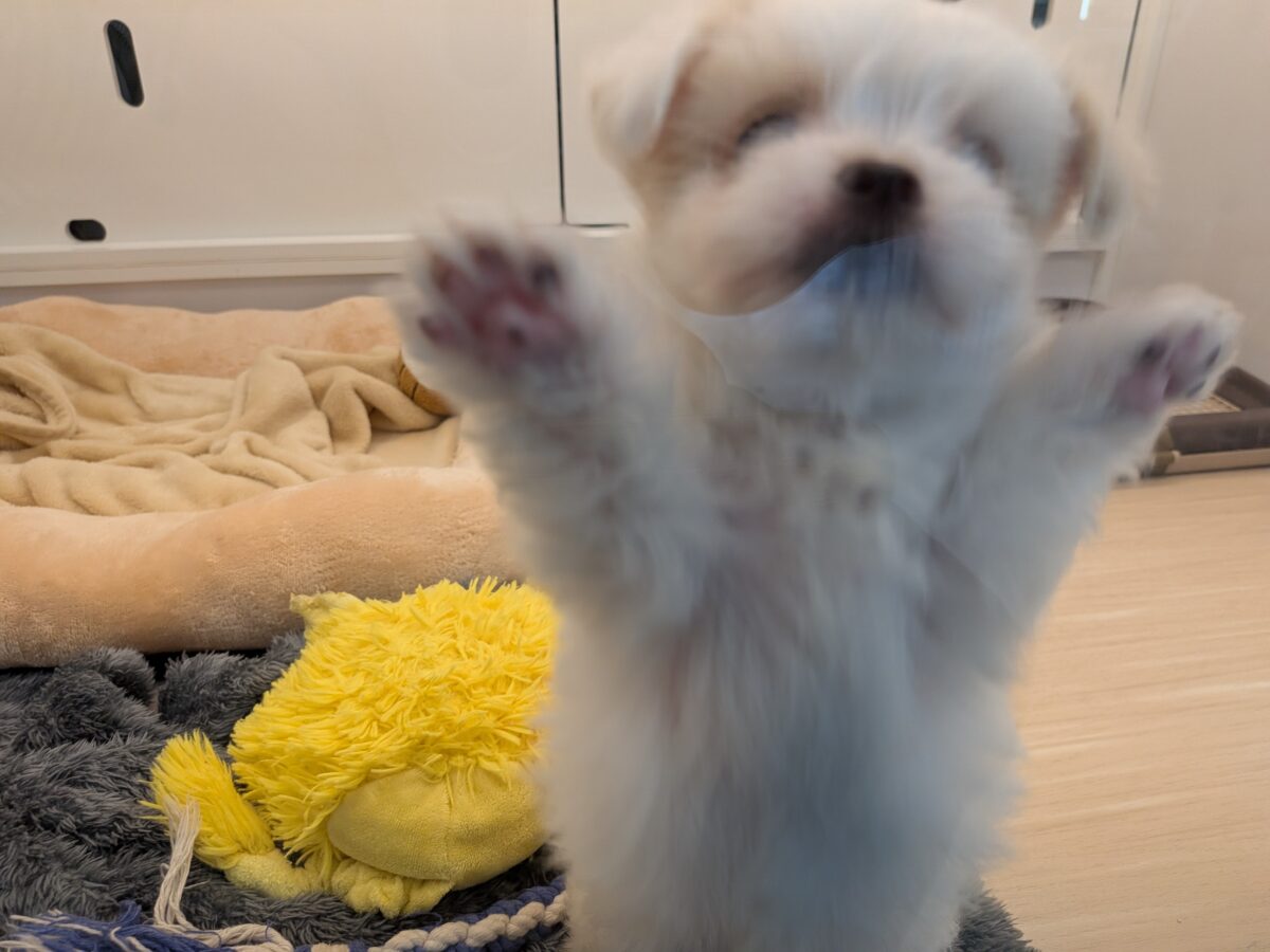 チワマル（マルチワ）