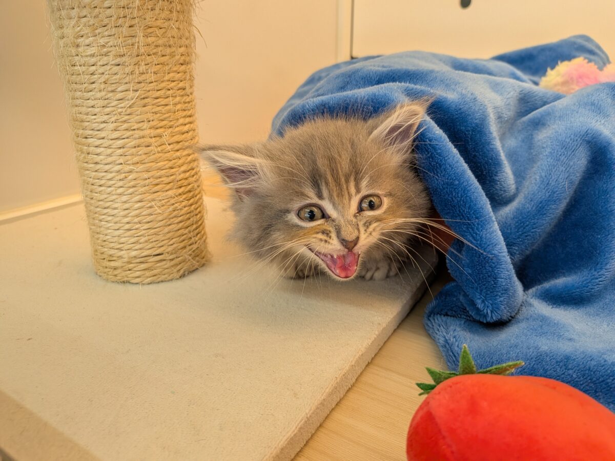 ニャーニャーが止まらにゃい😸 サイベリアンの男のコ💙 2026/10/28撮影 サイベリアン