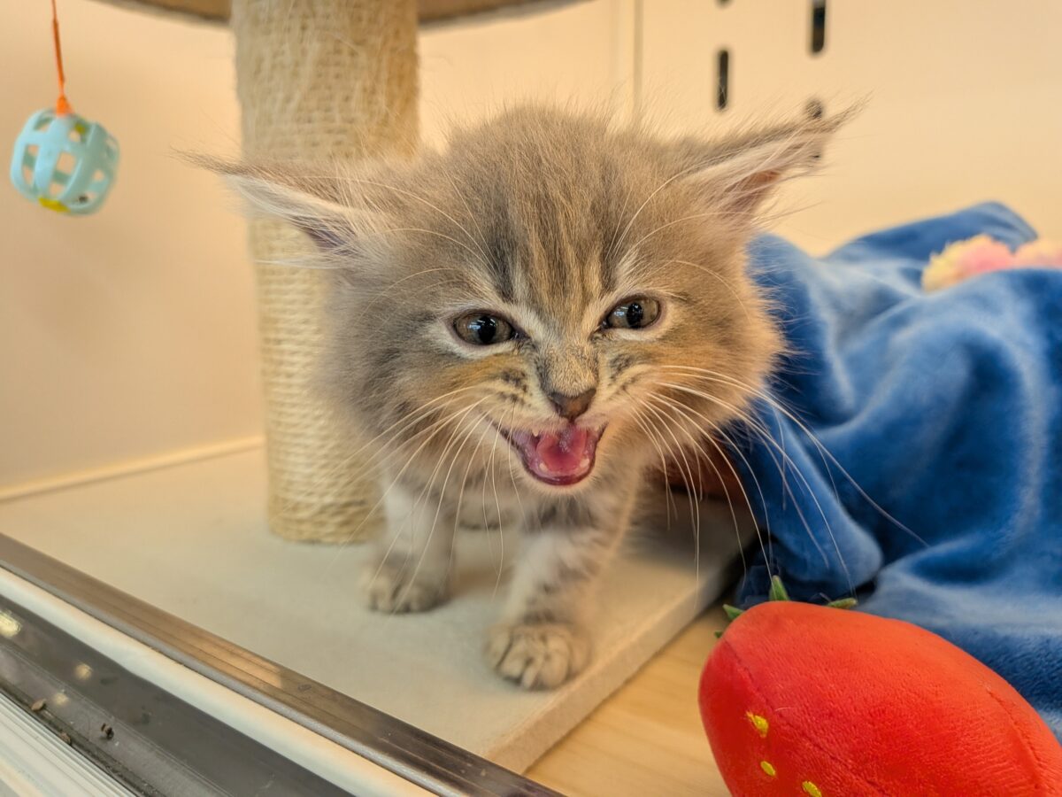 ニャーニャーが止まらにゃい😸 サイベリアンの男のコ💙 2026/10/28撮影 サイベリアン