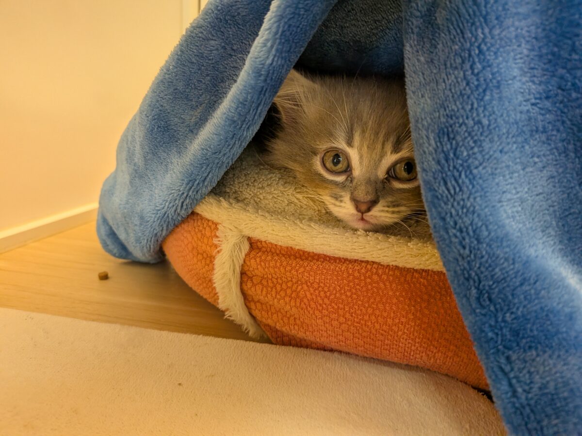 ニャーニャーが止まらにゃい😸 サイベリアンの男のコ💙 2026/10/28撮影 サイベリアン