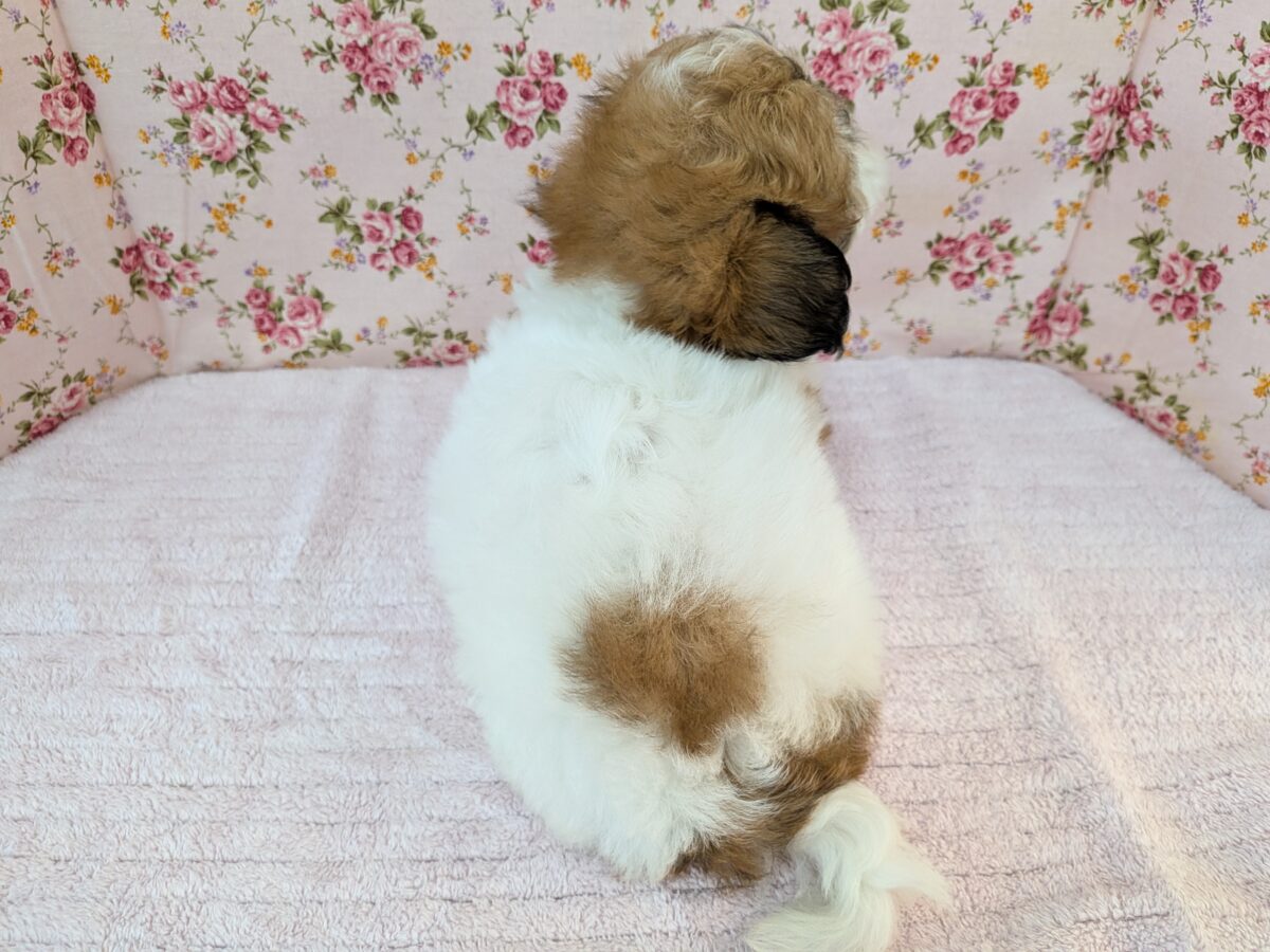 ビショズー