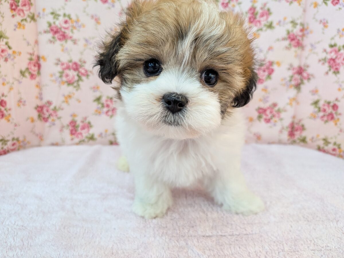 一目ぼれ間違いなし💖　ハーフ犬（ビションフリーゼ×シーズー）の女のコ💗　2026/10/27撮影