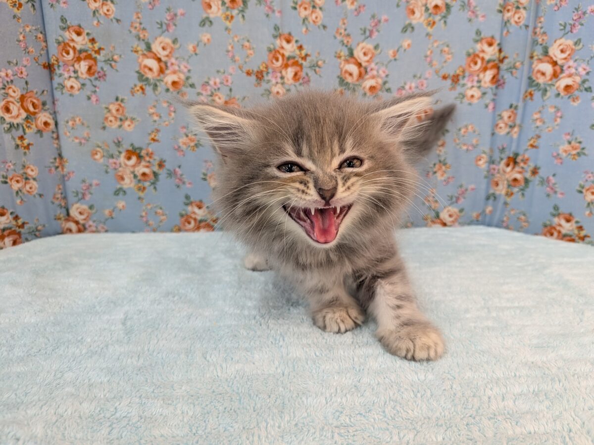 ニャーニャーが止まらにゃい😸 サイベリアンの男のコ💙 2026/10/28撮影 サイベリアン