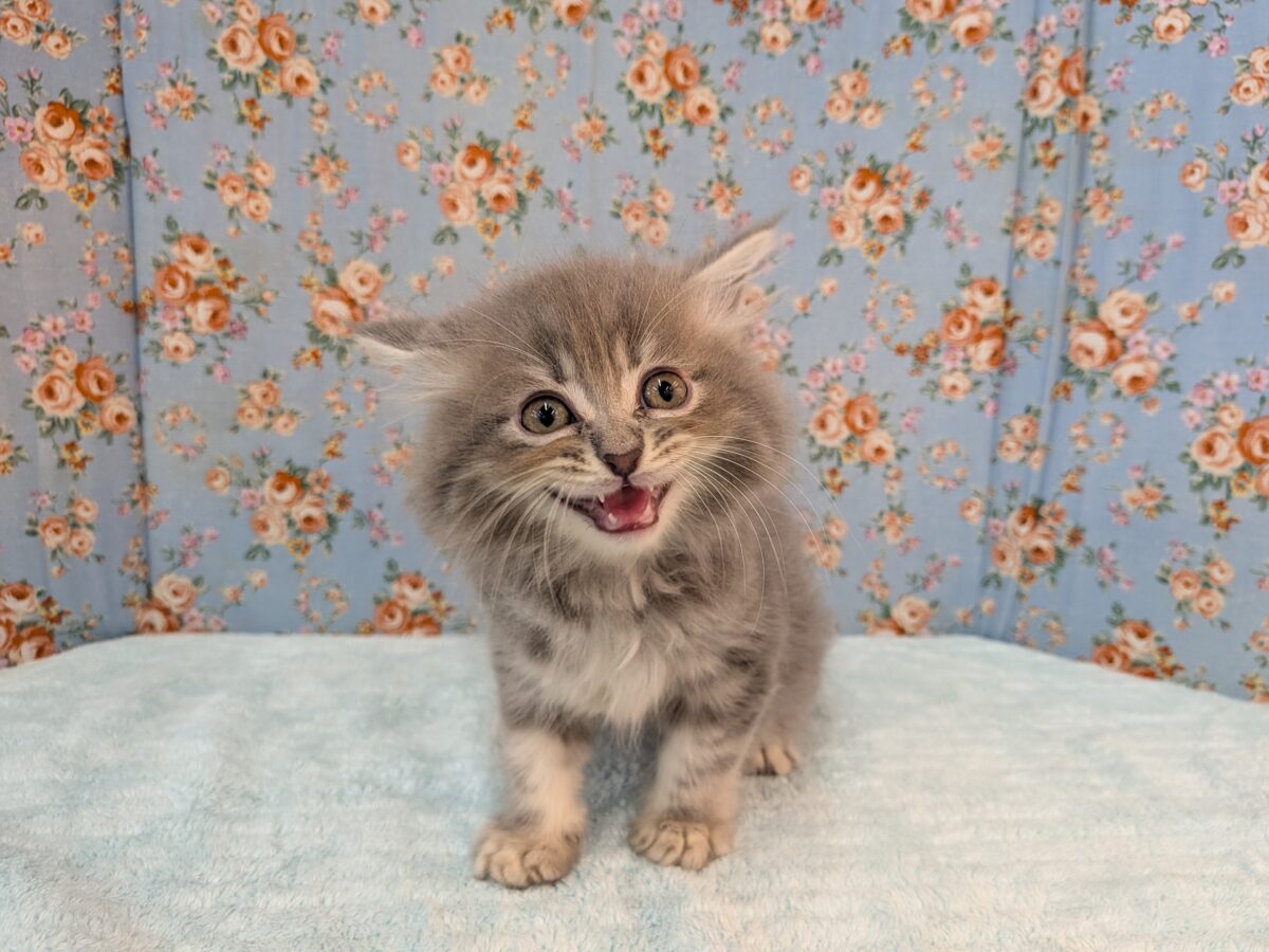 ニャーニャーが止まらにゃい😸 サイベリアンの男のコ💙 2026/10/28撮影 サイベリアン