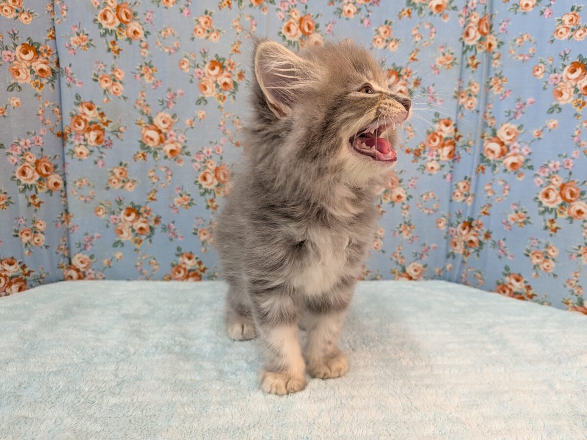 ニャーニャーが止まらにゃい😸 サイベリアンの男のコ💙 2026/10/28撮影 サイベリアン