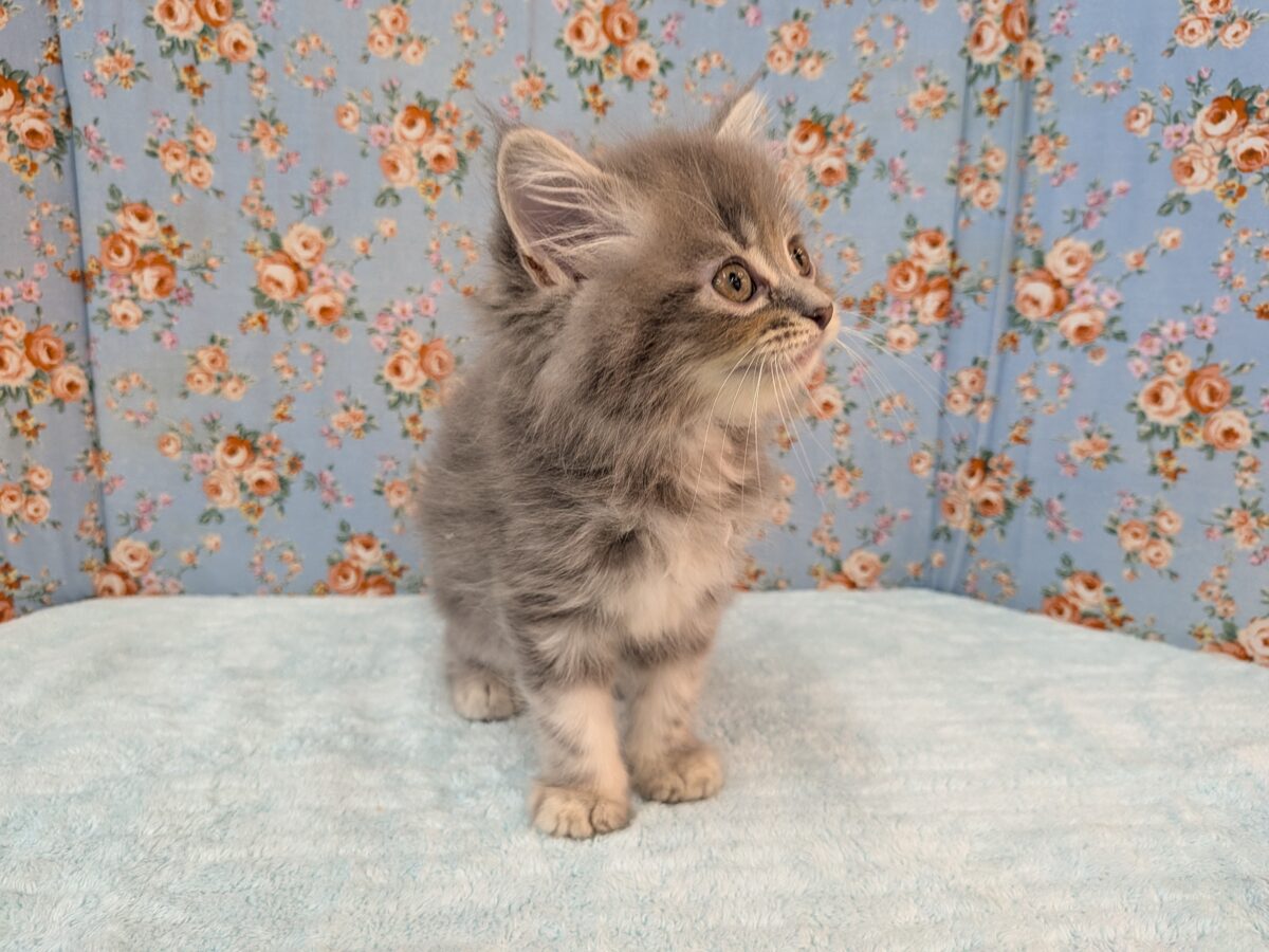 ニャーニャーが止まらにゃい😸 サイベリアンの男のコ💙 2026/10/28撮影 サイベリアン
