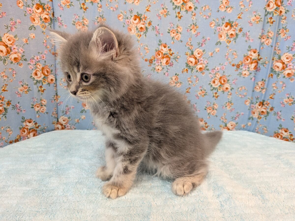 ニャーニャーが止まらにゃい😸 サイベリアンの男のコ💙 2026/10/28撮影 サイベリアン