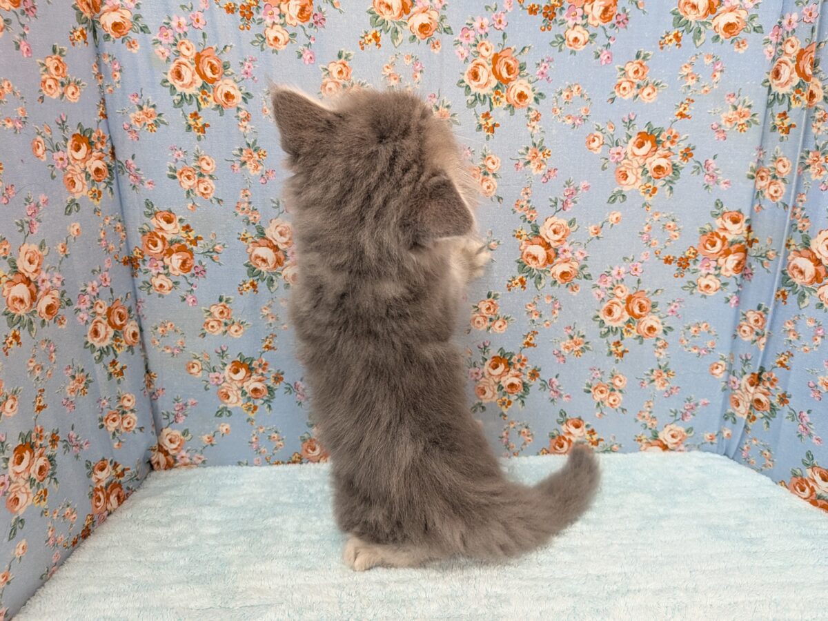 ニャーニャーが止まらにゃい😸 サイベリアンの男のコ💙 2026/10/28撮影 サイベリアン
