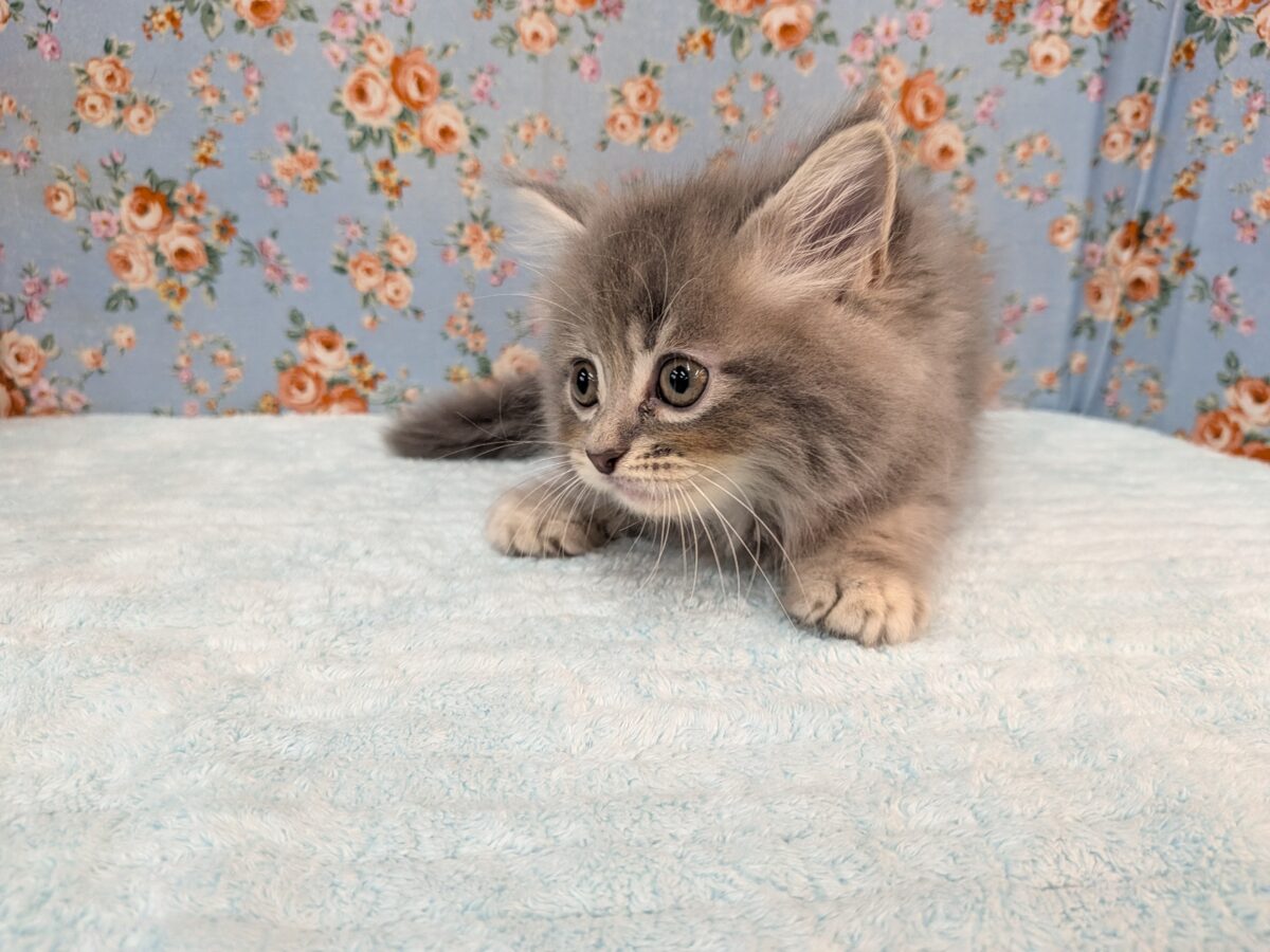 ニャーニャーが止まらにゃい😸 サイベリアンの男のコ💙 2026/10/28撮影 サイベリアン