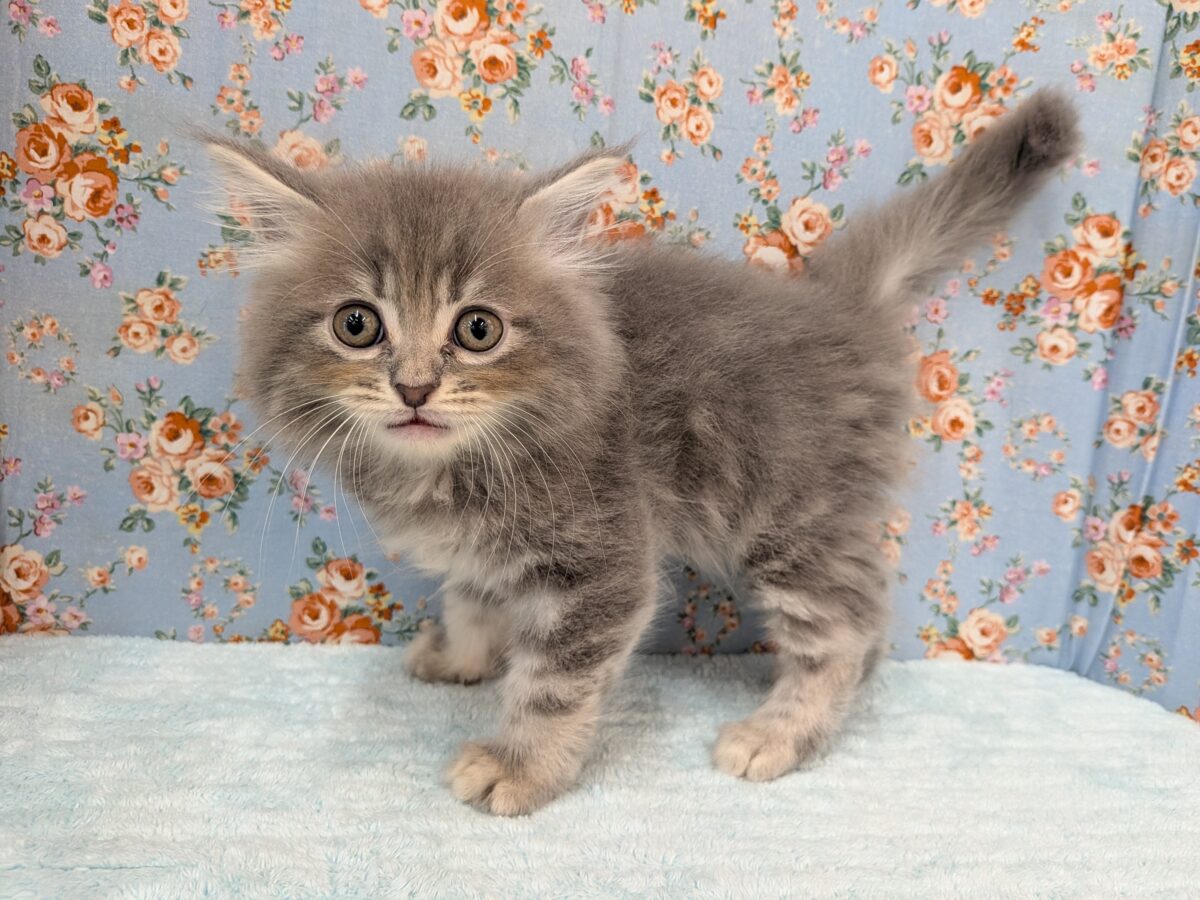 ニャーニャーが止まらにゃい😸 サイベリアンの男のコ💙 2026/10/28撮影 サイベリアン