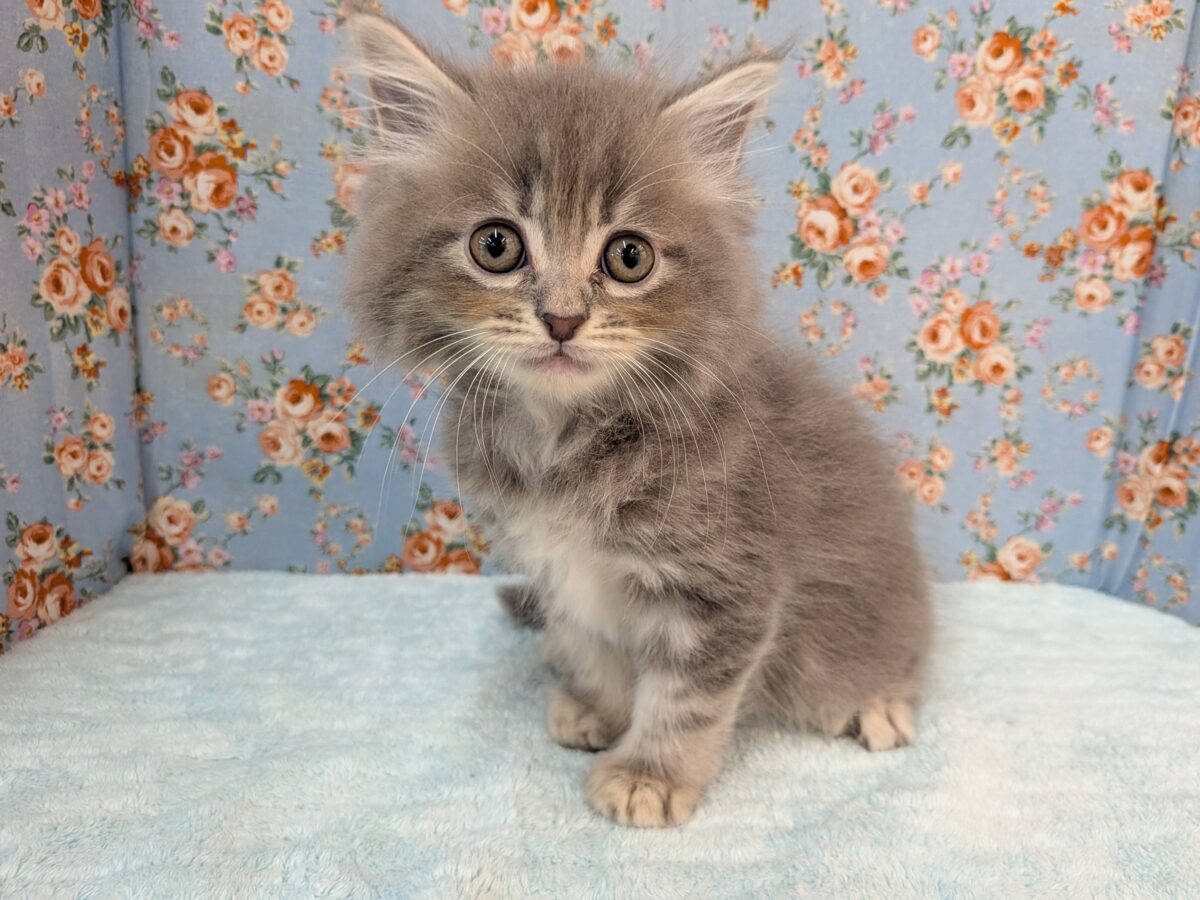ニャーニャーが止まらにゃい😸 サイベリアンの男のコ💙 2026/10/28撮影 ニャーニャーが止まらにゃい😸 サイベリアンの男のコ💙 2026/10/28撮影