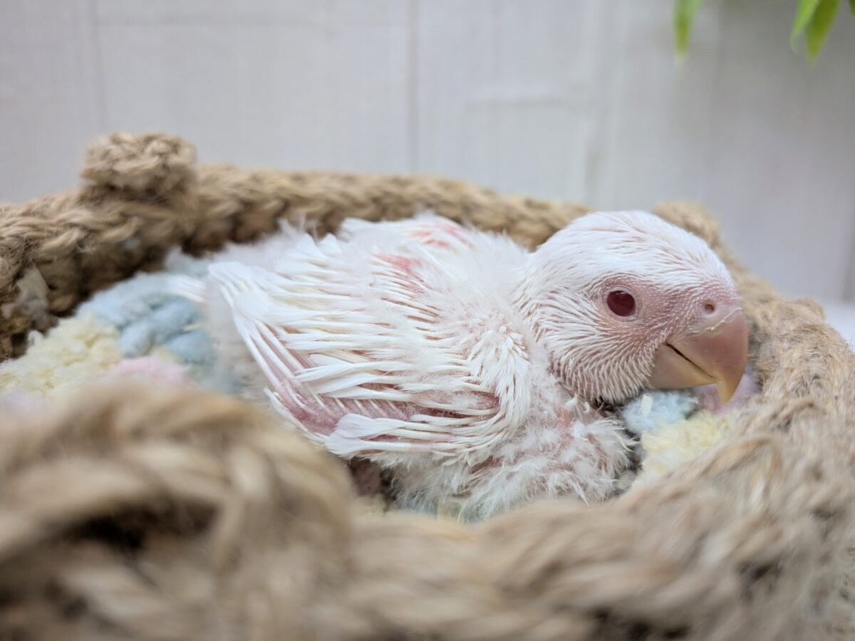 コザクラインコ（小桜インコ）