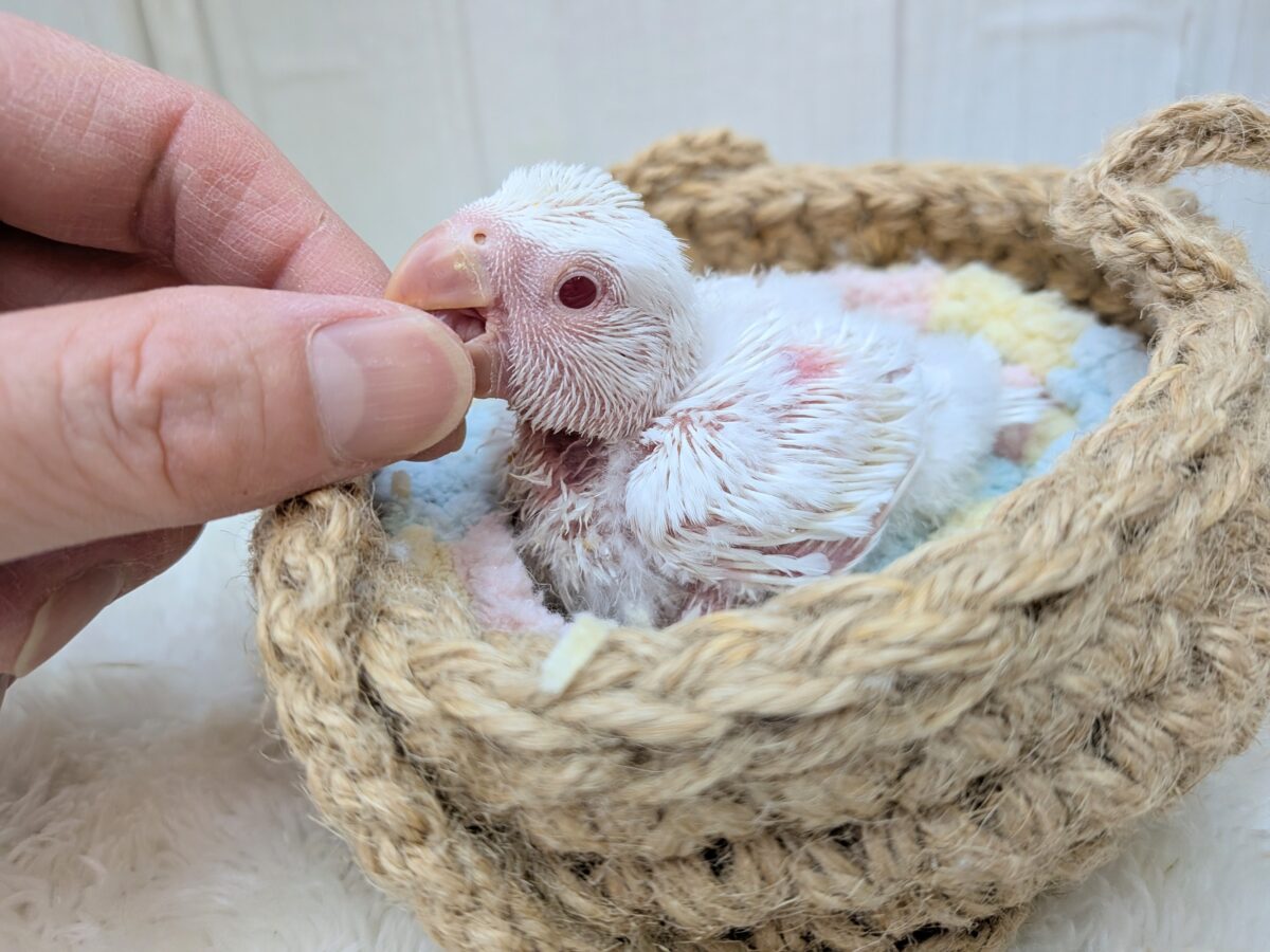 コザクラインコ（小桜インコ）
