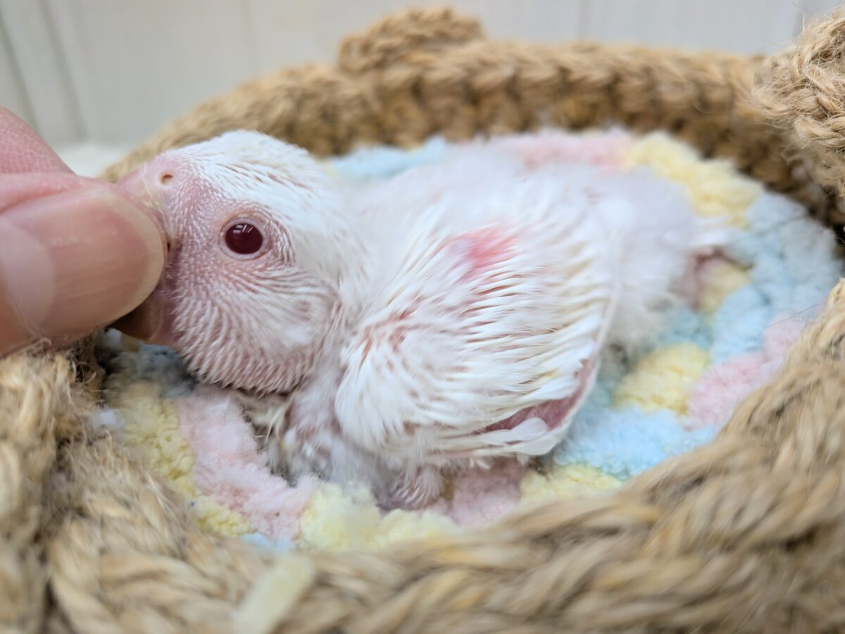 コザクラインコ（小桜インコ）