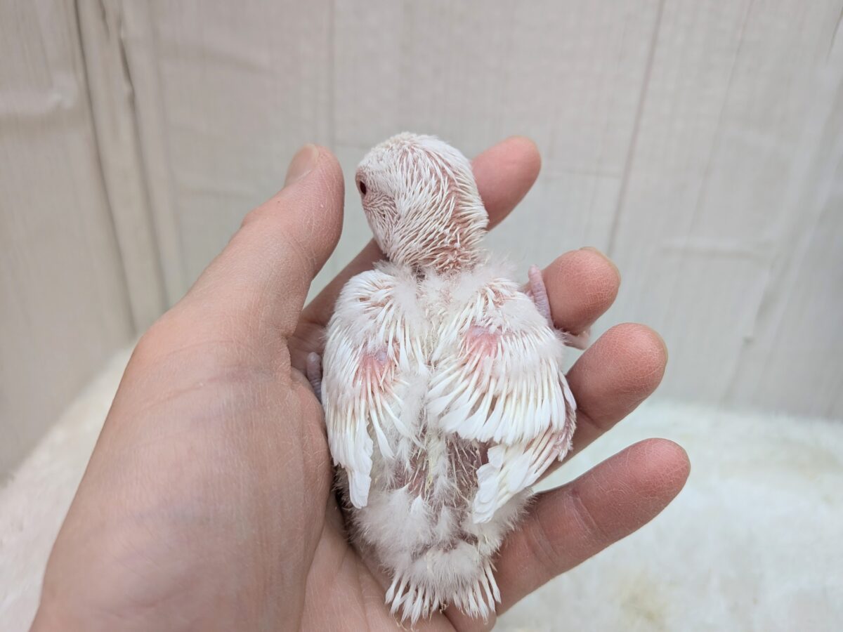 コザクラインコ（小桜インコ）
