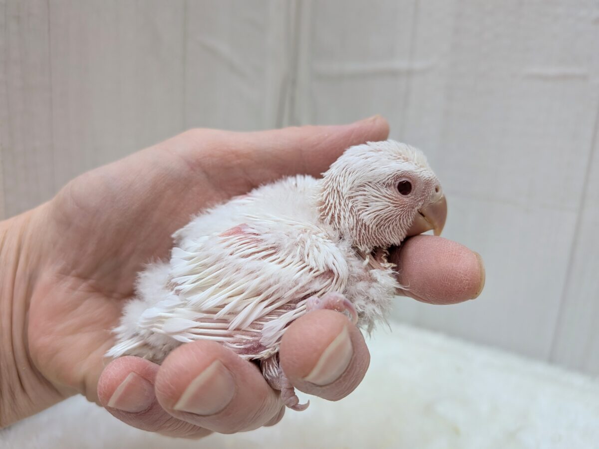 コザクラインコ（小桜インコ）