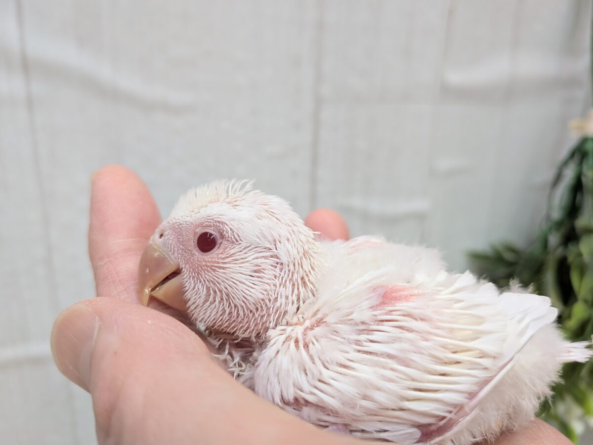 コザクラインコ（小桜インコ）