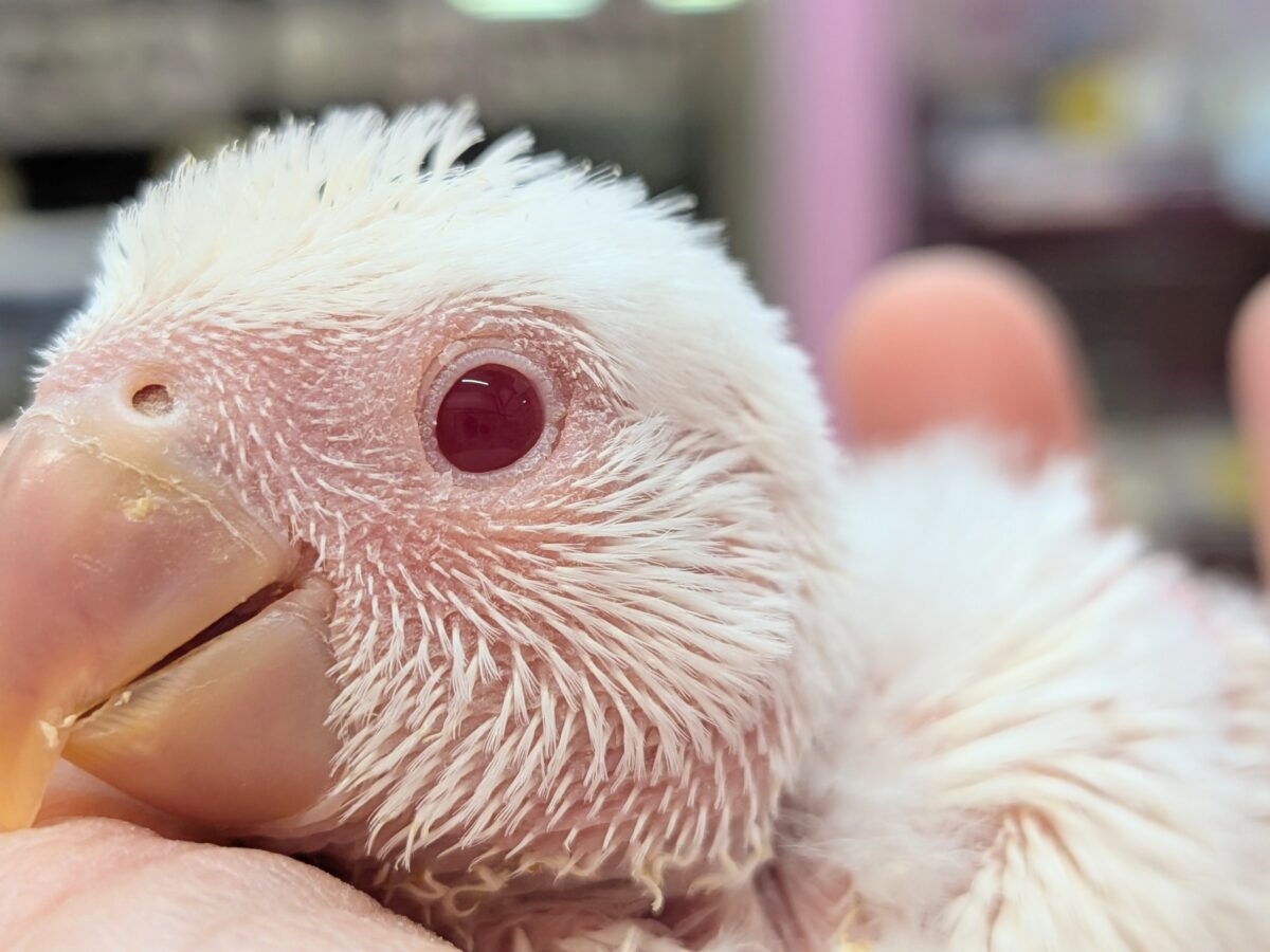 コザクラインコ（小桜インコ）