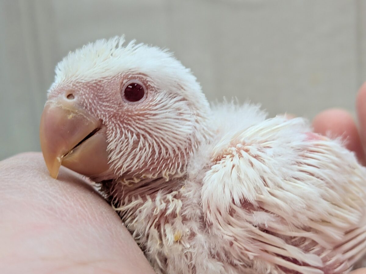 コザクラインコ（小桜インコ）