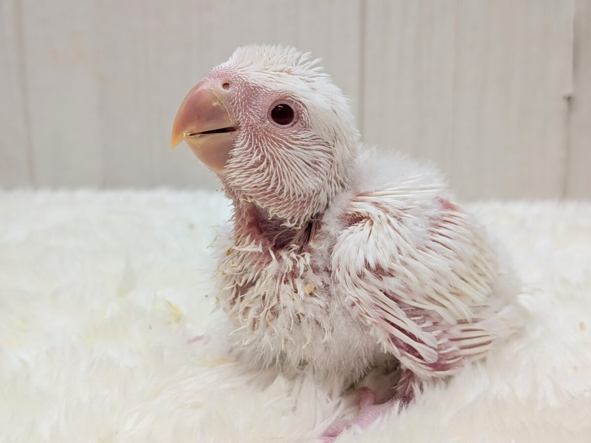 純白天使🪽降臨です✨コザクラインコペルーファロー