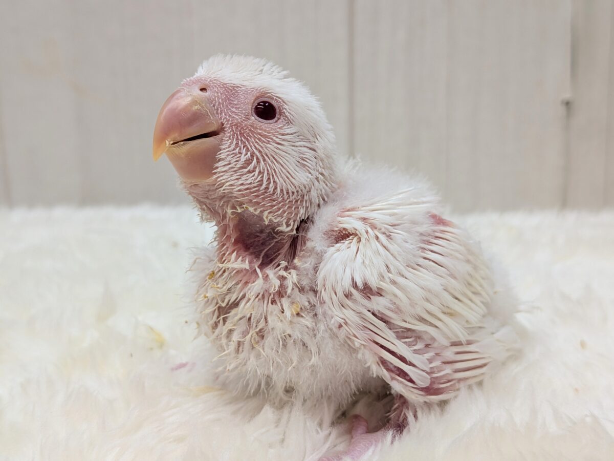 コザクラインコ（小桜インコ）