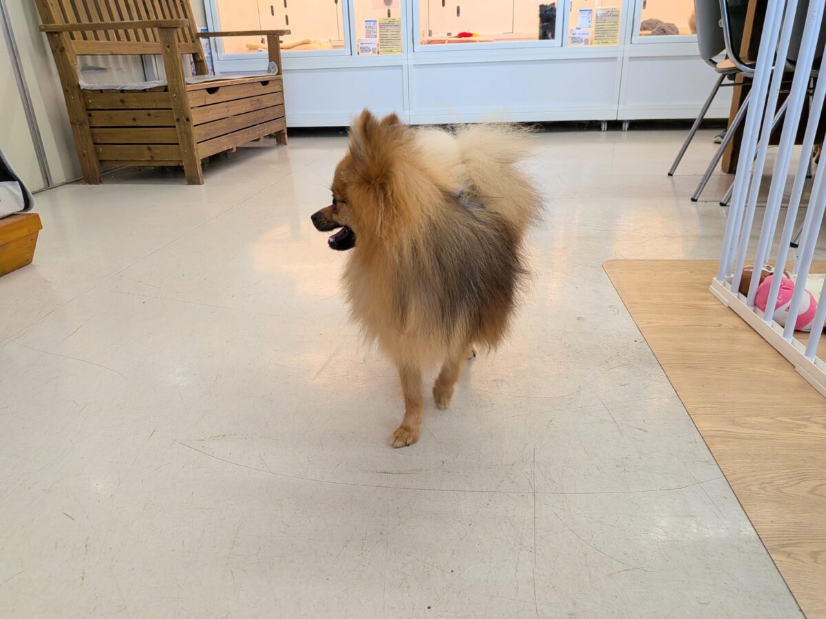 ポメラニアン