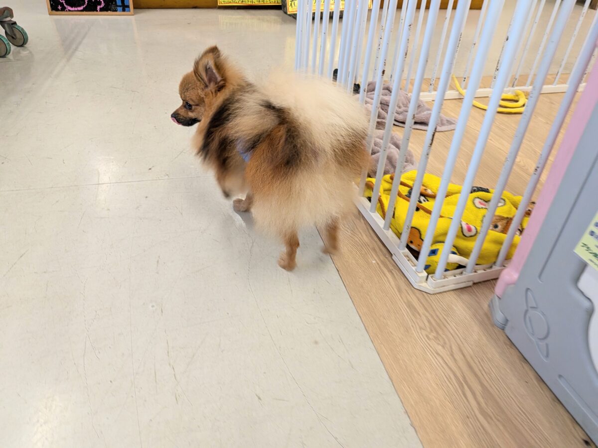 ポメラニアン