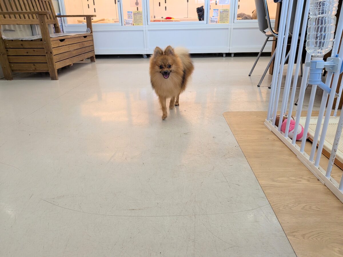 ポメラニアン