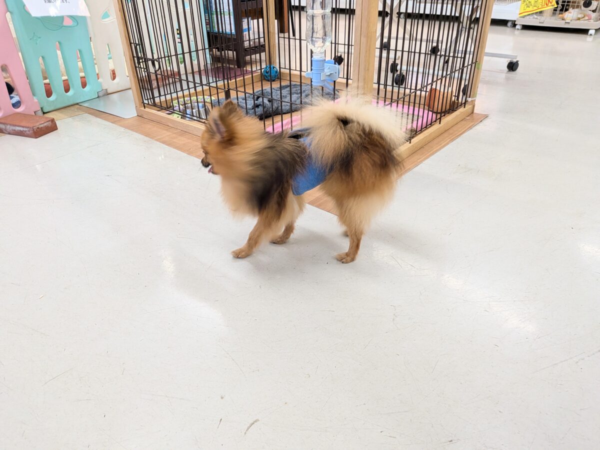 ポメラニアン